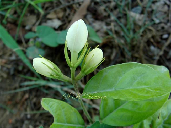  Inflorescence-Dichasial cyme